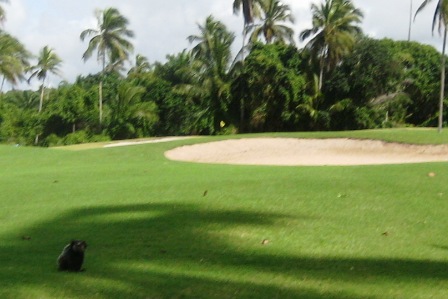 Affe,Bahia,Brasilien,Golf,Hotel
