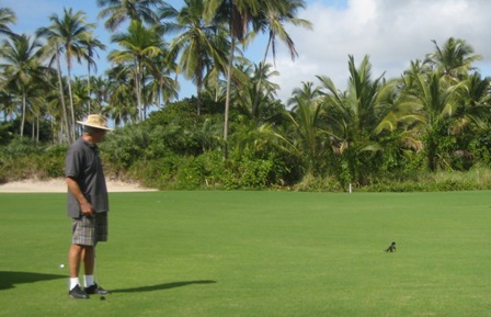 Teddy,Aeffchen,Golf,Transamerica,Brasil
