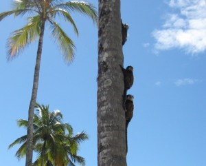 Macacos,Golf,Bahia_Tropical,Brasil