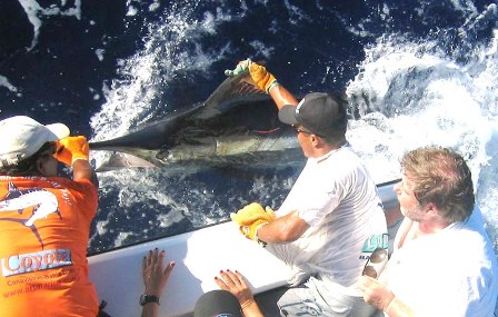 Blue_Marlin,Bahia,Braszil_WM