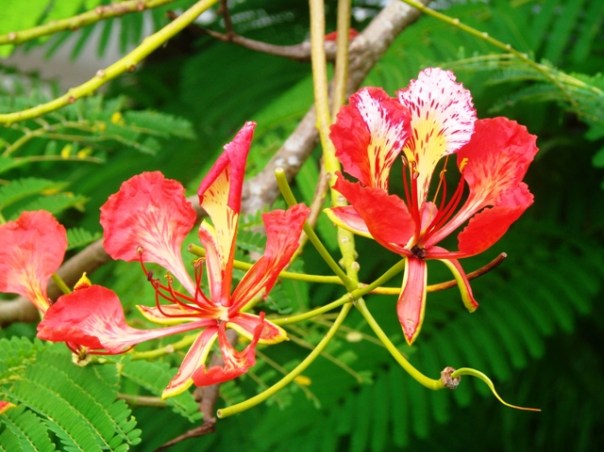 Flamboyant Bahiatropical Canavieiras