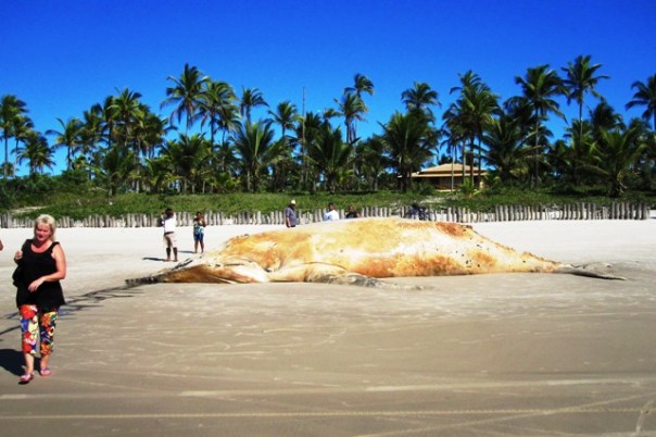 Wal,Canavieiras,Bahia,Brasilien