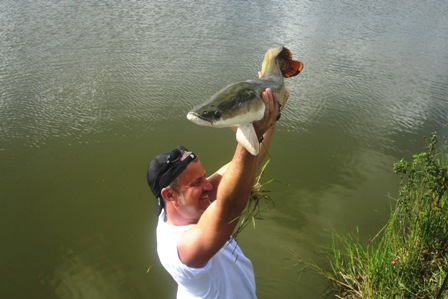 Arapaima= Pirarucu: Bahia / Brasil,Mankerle Christian aus Villach