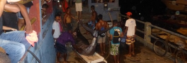 Blue Marlin,Bahia-Tropical,Brazil