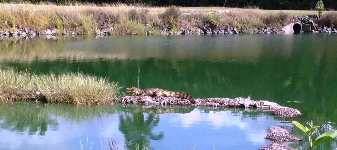 Bruno,Kaimann,Golfen,Bahia,Brasilien